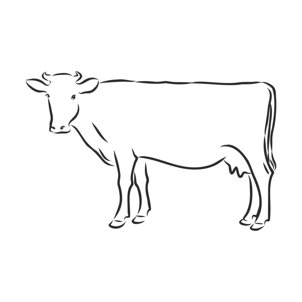 croquis de vecteur de vache
