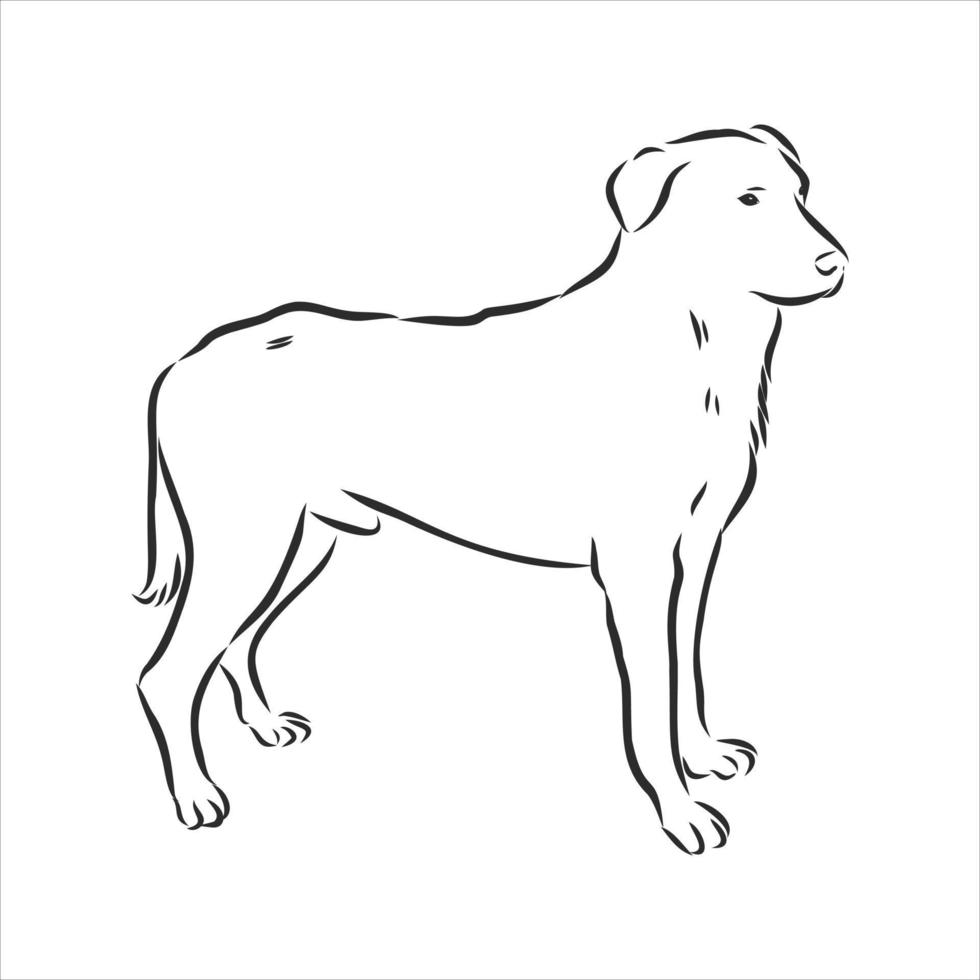 croquis de vecteur de chien