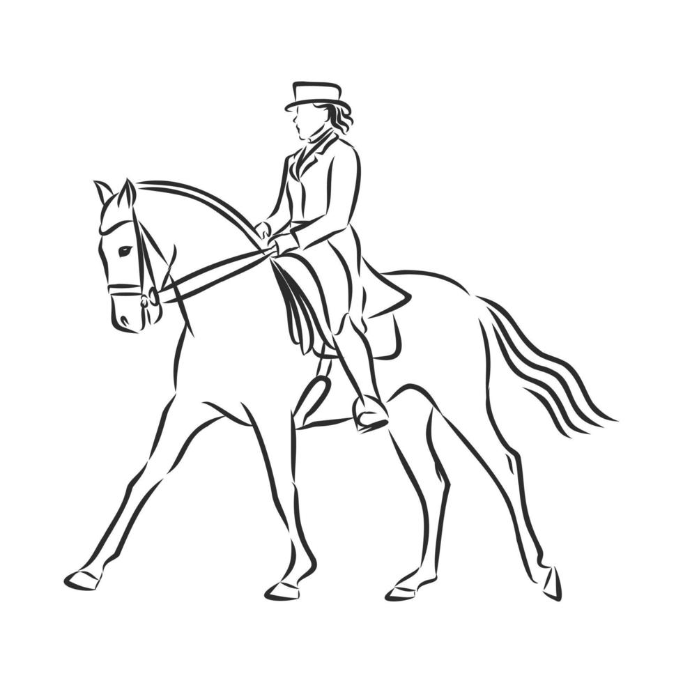 croquis de vecteur de formation de cheval