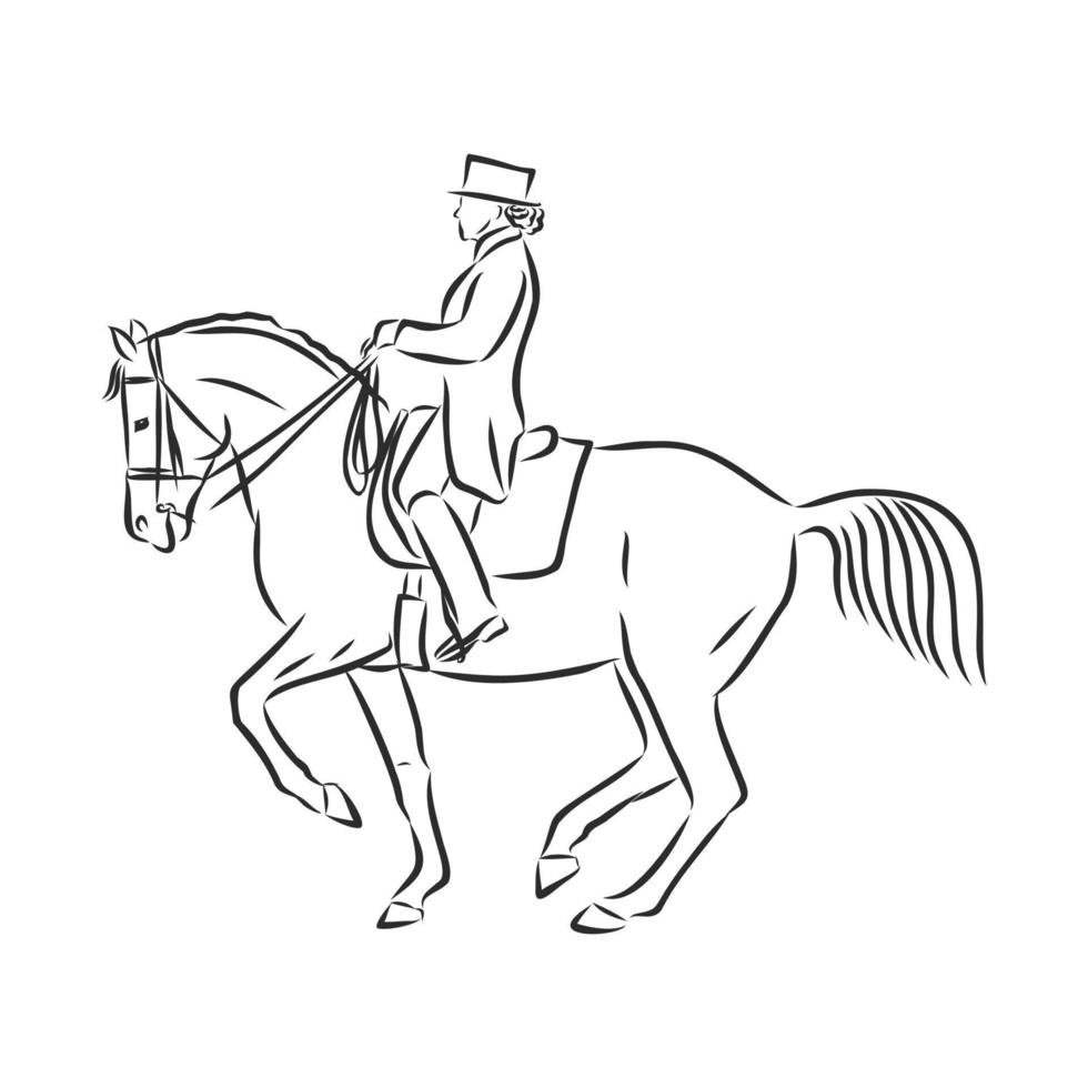 croquis de vecteur de formation de cheval