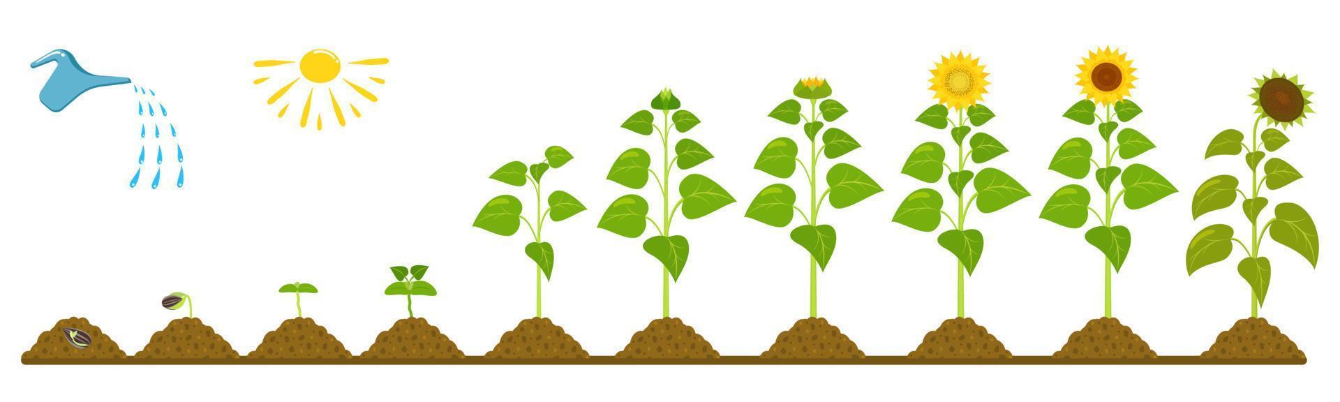 cycle de croissance du tournesol. infographie de la germination des graines dans l'agriculture. vecteur