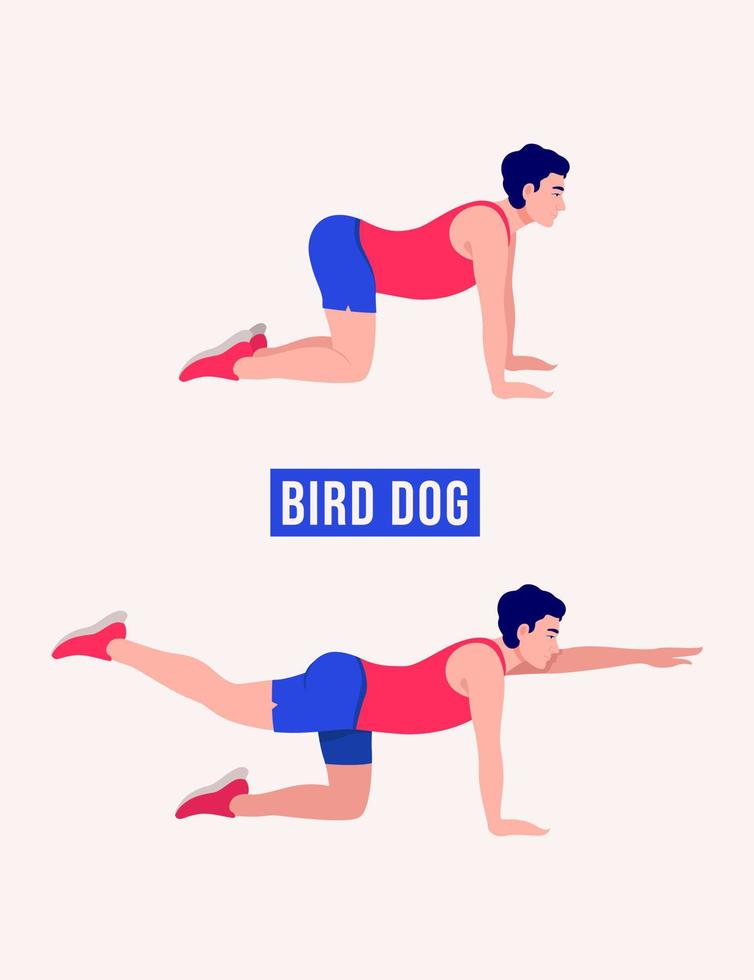 exercice de chien d'oiseau, fitness d'entraînement d'hommes, aérobie et exercices. vecteur