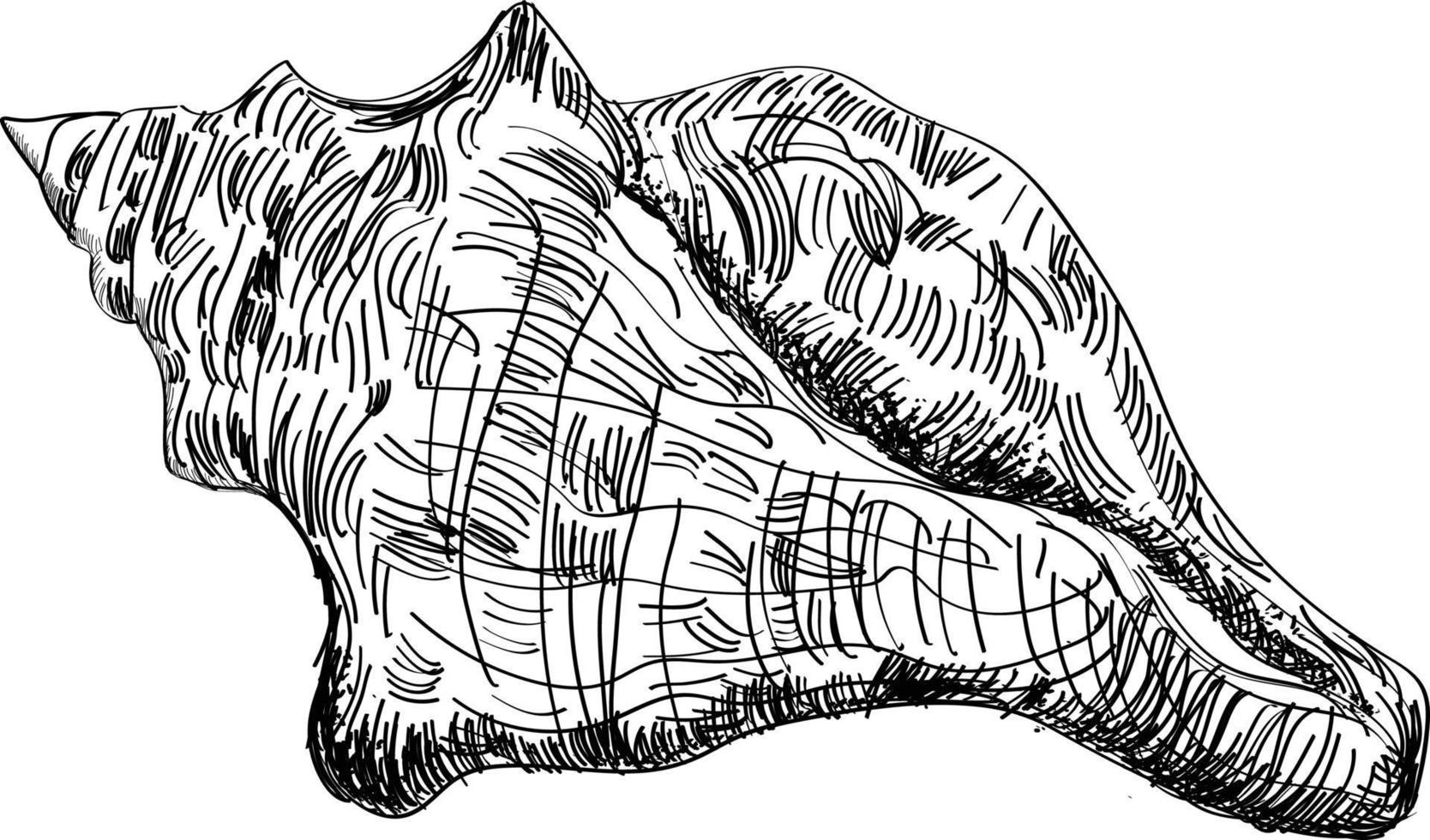 illustration vectorielle de coquille croquis vecteur