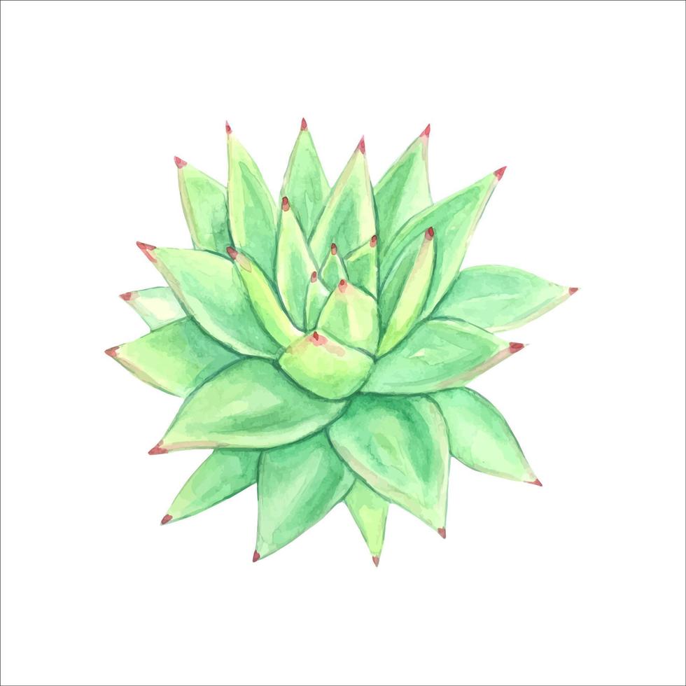 éléments succulents à l'aquarelle pour les invitations, cartes de voeux. vecteur