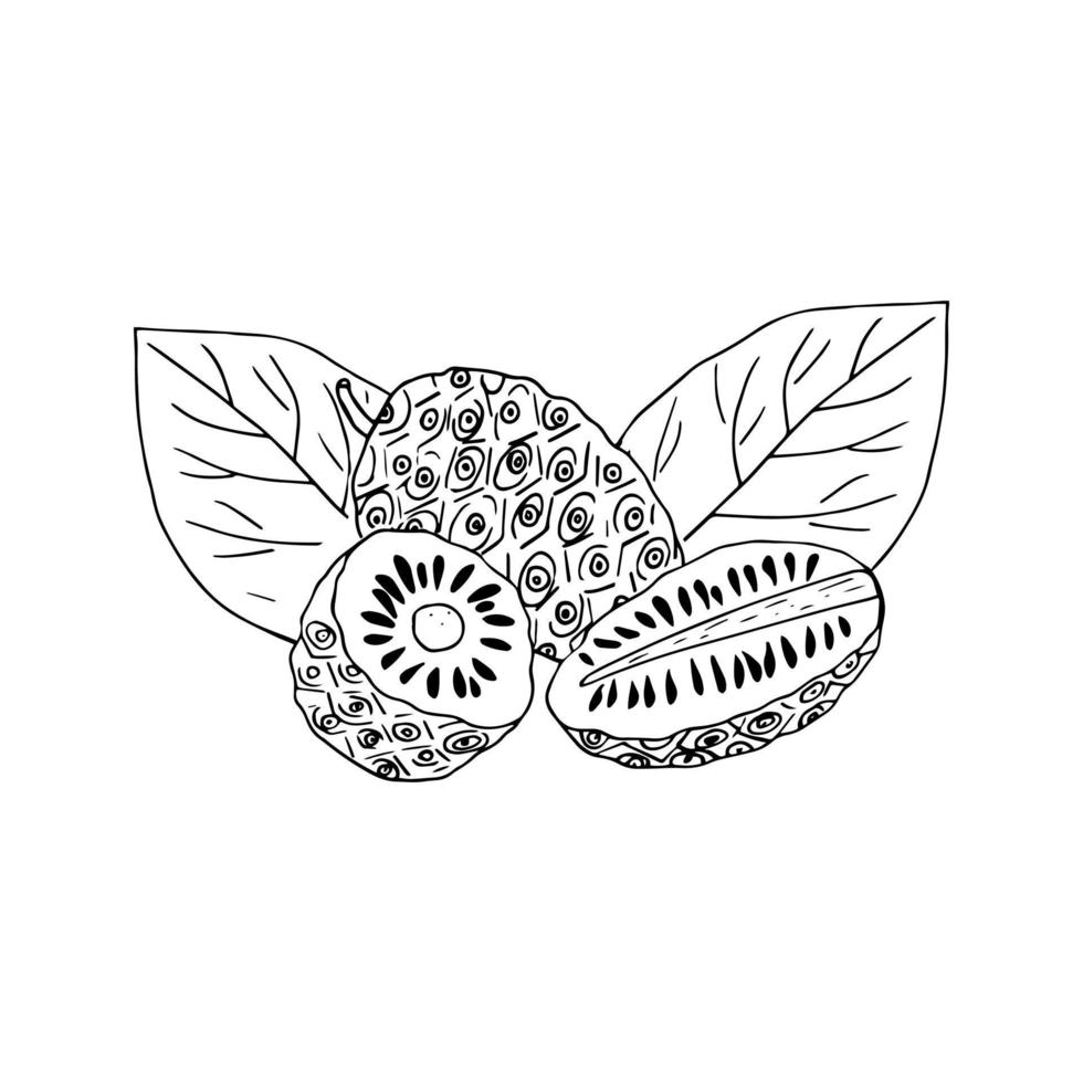 fruits et feuilles de noni doodle dessinés à la main. , minimalisme, scandinave, monochrome, nordique, croquis. étiquette autocollant composition alimentaire superaliment isolé vecteur