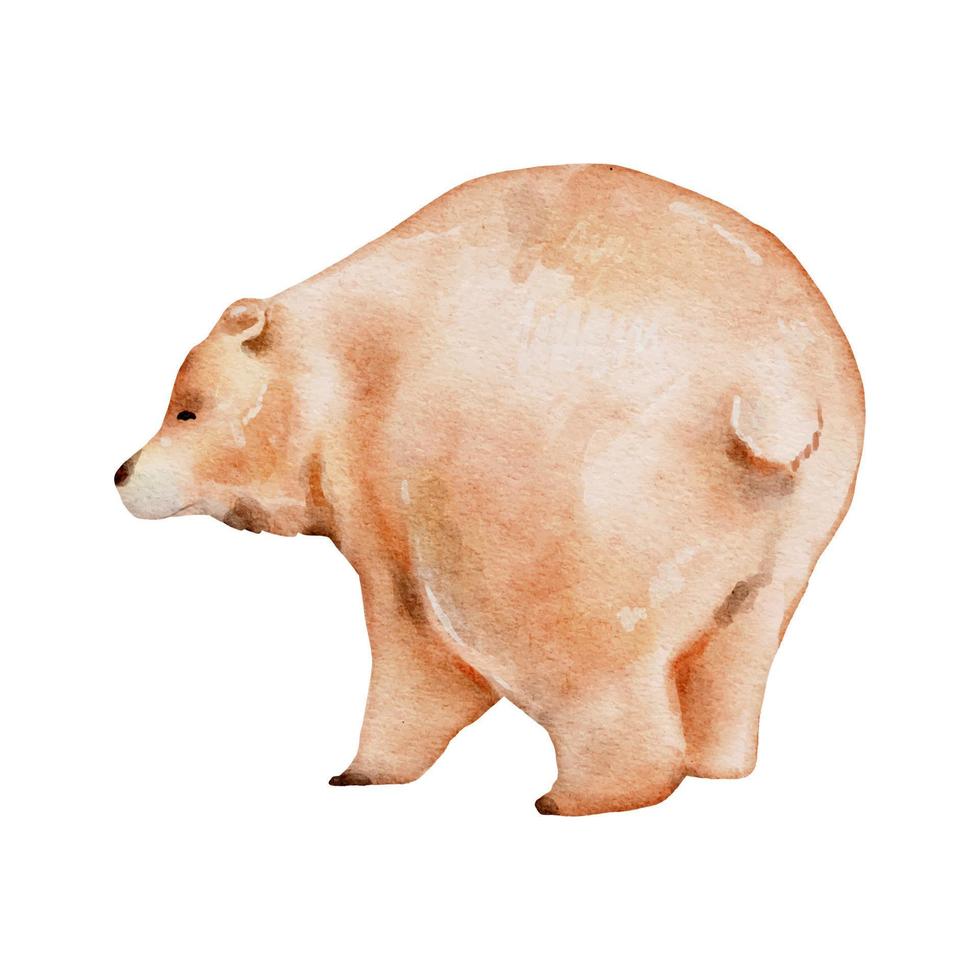 aquarelle d'ours brun. ours de la faune isolé sur fond blanc. illustration aquarelle animal ours des bois vecteur