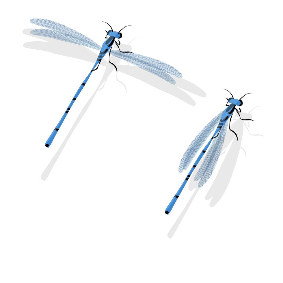 illustration vectorielle de libellule bleue isolée sur fond blanc vecteur
