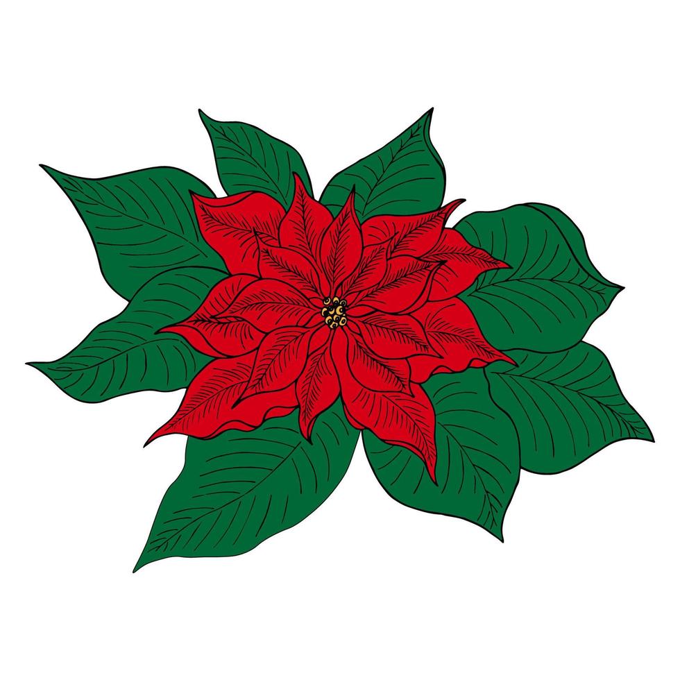 poinsettia est une icône isolée pour décorer une carte de voeux de noël ou du nouvel an. plante de poinsettia réaliste de vecteur, dessinée à la main vecteur