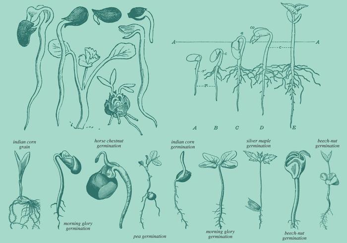 Germination de dessin de style ancien vecteur