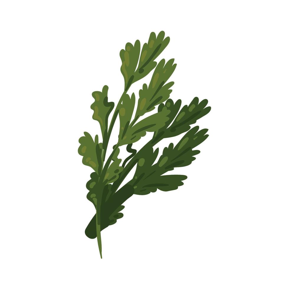feuilles de coriandre verte vecteur