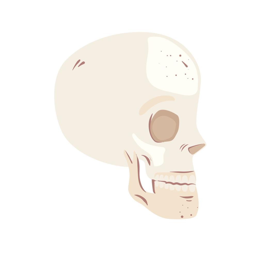 profil de tête de squelette vecteur
