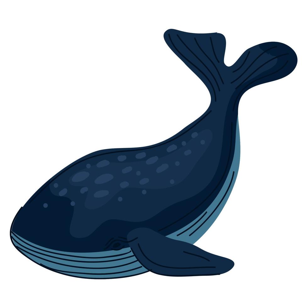 poisson mammifère baleine sauvage vecteur