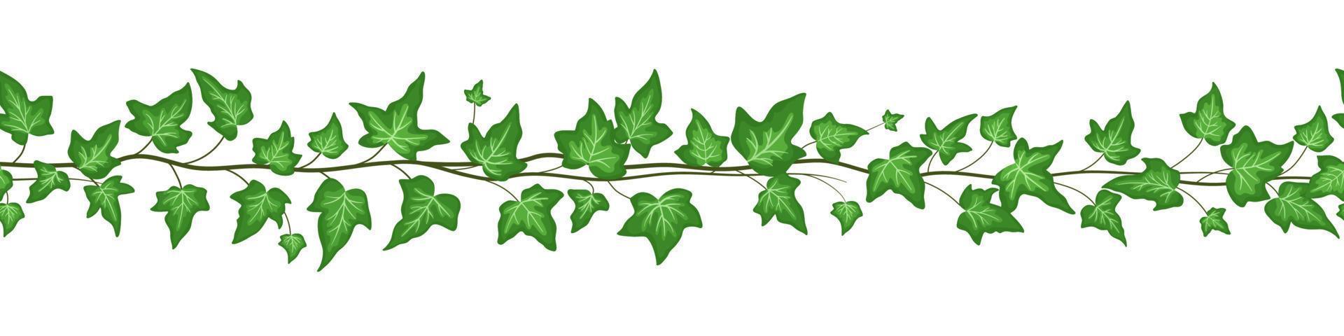 bordure transparente avec des feuilles de lierre vert isolé sur fond blanc. illustrations de dessin animé plat de vecteur. lierre grimpant vecteur