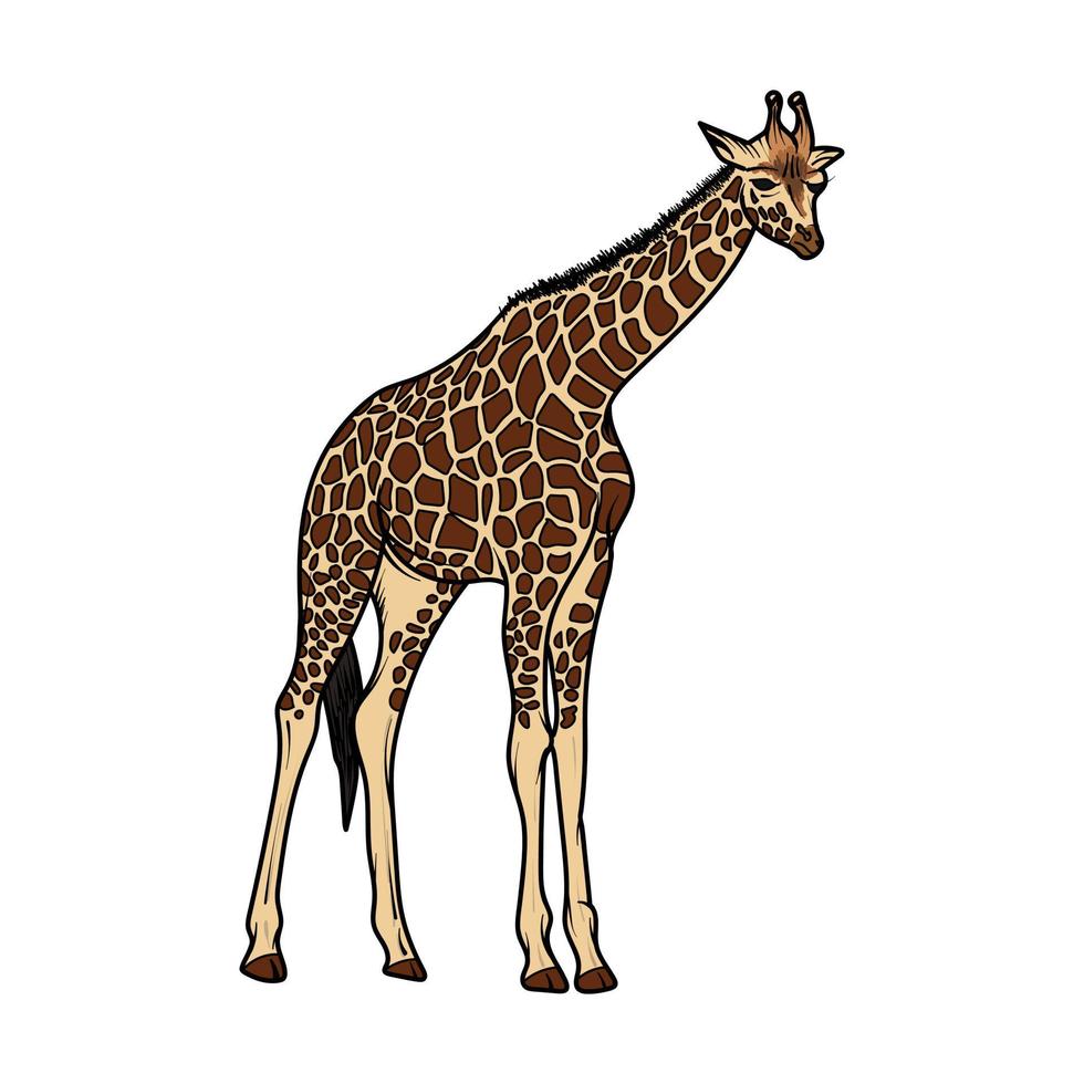 illustration vectorielle de girafe. isolé sur fond blanc. peut être utilisé pour les livres pour enfants ou comme imprimé pour les vêtements vecteur