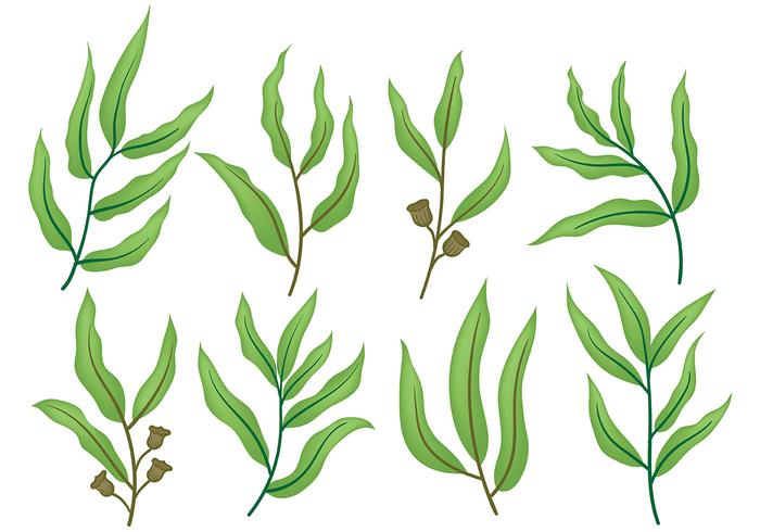 Vector d'icônes d'eucalyptus gratuit