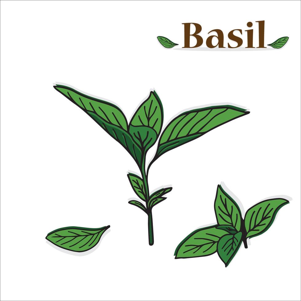 feuilles de basilic doux frais, de basilic thaï, de basilic citronné ou de basilic sacré. illustration vectorielle de couleur isolée sur fond blanc. vecteur