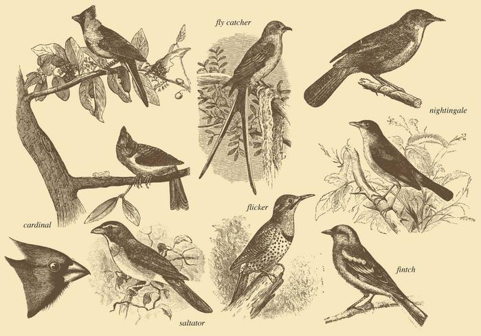 Petits dessins d'oiseaux vecteur