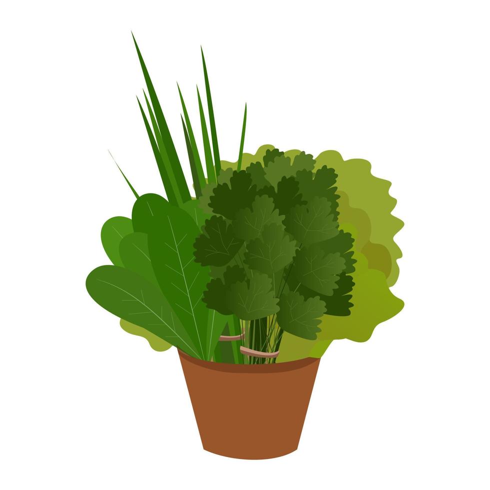 un bouquet de verdure isolé sur fond blanc. illustration vectorielle pour épicerie ou application. salade, persil, oignon vert en pot vecteur