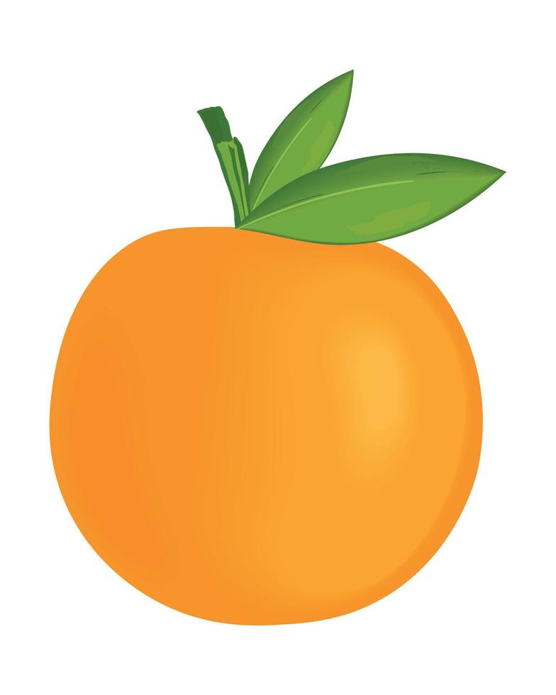fruit orange réaliste vecteur