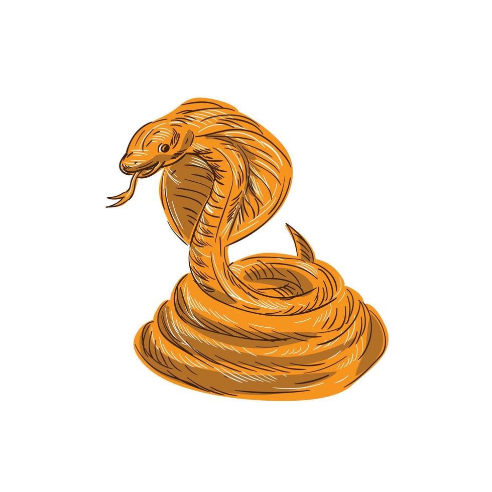 dessin enroulé de serpent vipère cobra vecteur