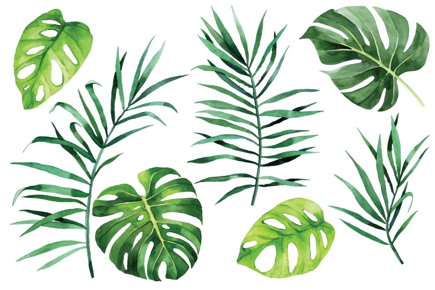 dessin à l'aquarelle. ensemble de feuilles tropicales. feuilles vertes de palmier, monstera, banane, plantes de la forêt tropicale vecteur