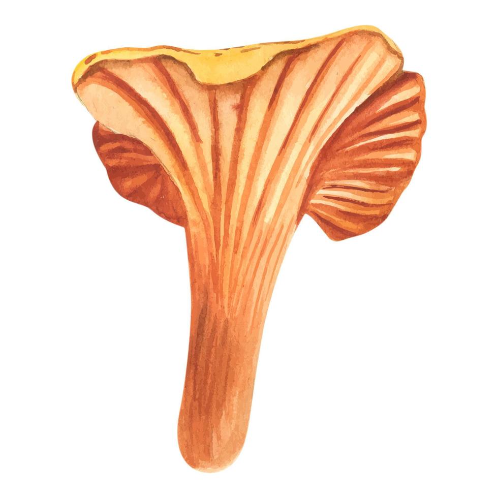 illustration de chanterelles, dessin plat de couleur graphique avec des lignes, des aliments biologiques sains, des champignons frais de nourriture végétarienne isolés sur fond blanc vecteur