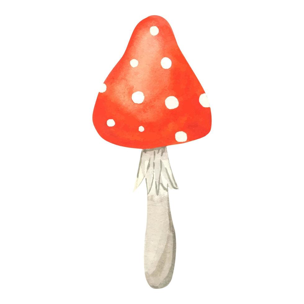 champignon agaric de mouche. illustration aquarelle. champignons poison dessinés à la main amanita muscaria. amanite tue-mouche rouge avec des mouchetures blanches. un champignon toxique dangereux pour faire des potions vecteur