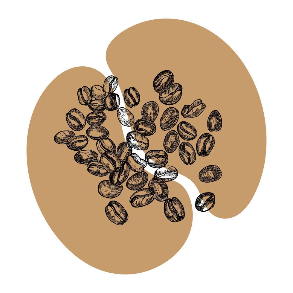 grains de café colorés, croquis, dessin vectoriel dessiné à la main, ingrédient parfait, grain sélectionné