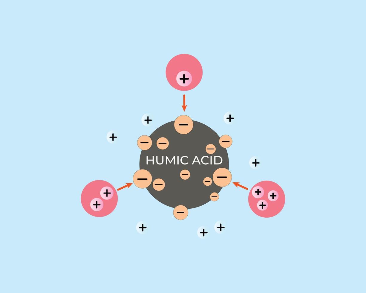 illustration de l'acide humique absorbant les ions positifs. échange de cations et d'anions. réduction de la toxicité al, fe dans le sol vecteur