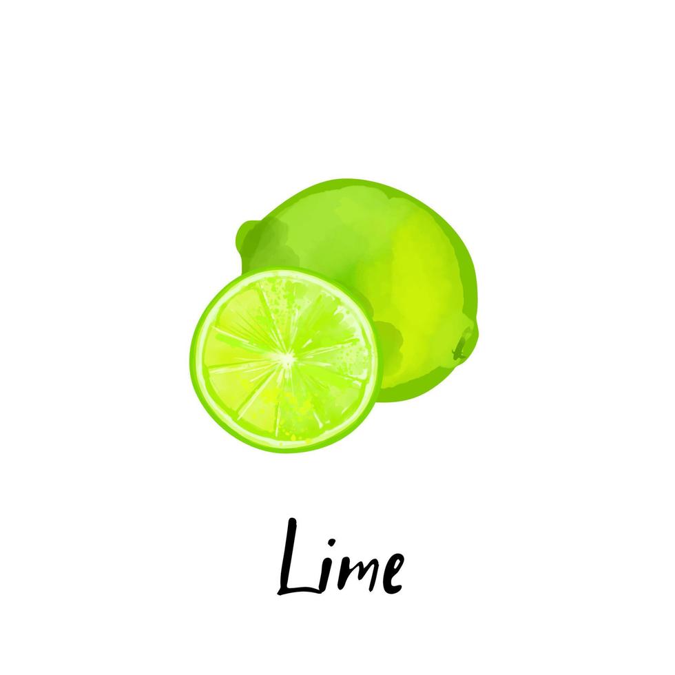 Illustration d'une tranche de citron vert isolé sur fond blanc vecteur