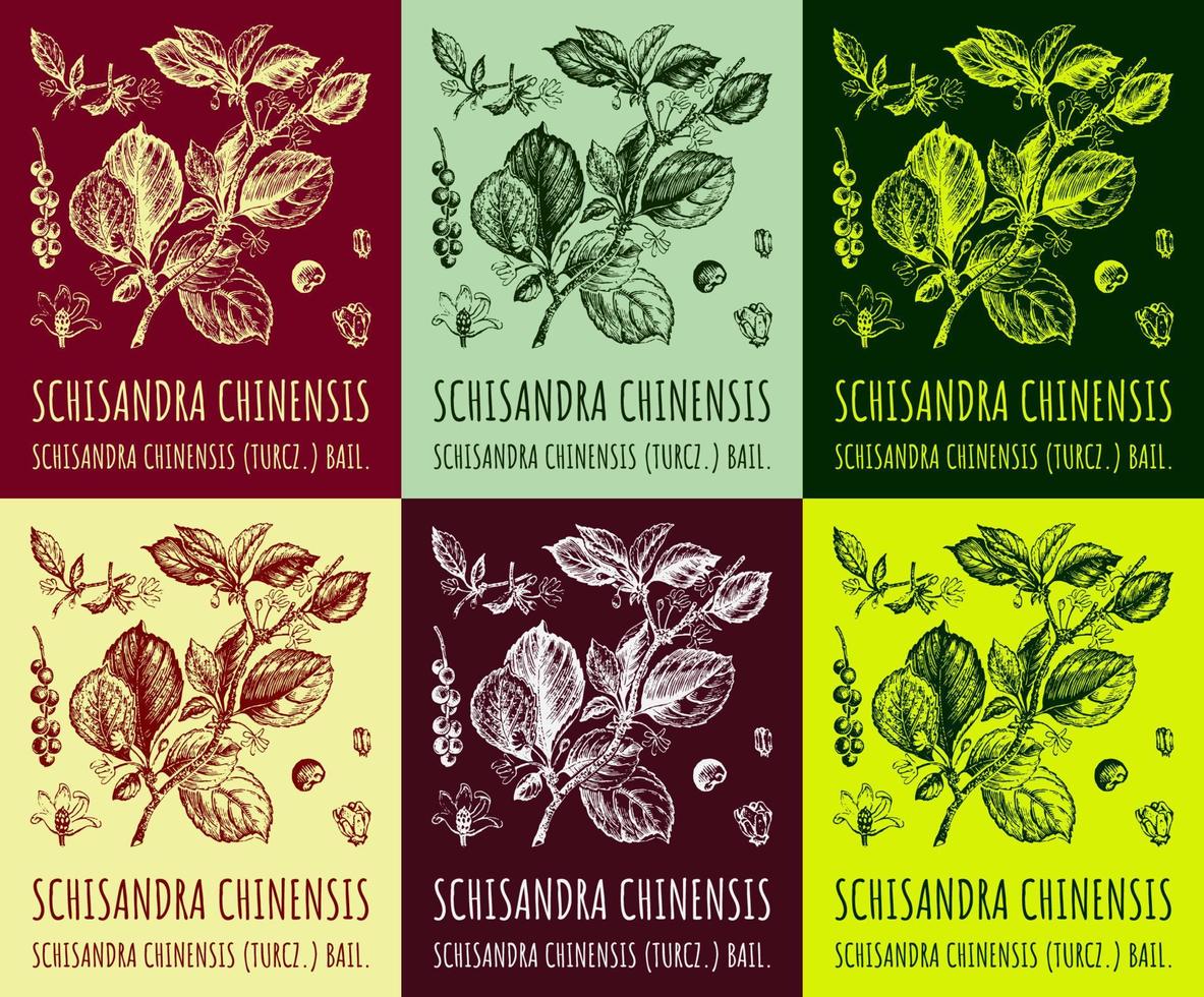un ensemble d'images de schisandra chinensis une branche de schisandra chinensis avec des feuilles et des baies de différentes couleurs. baies de magnolia. cosmétiques et plantes médicinales. illustration vectorielle dessinée à la main. vecteur