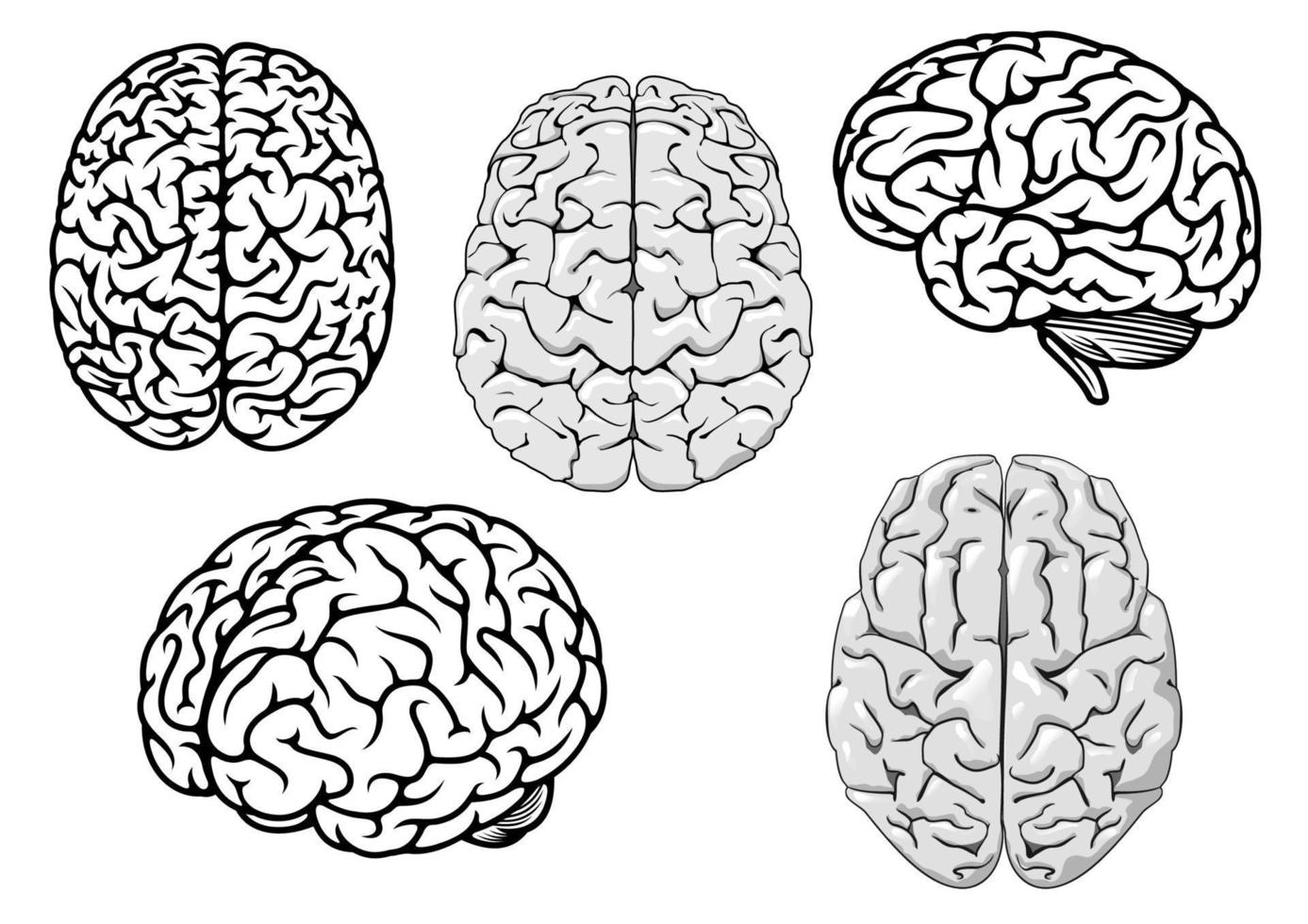 cerveaux humains de dessin animé noir et blanc vecteur