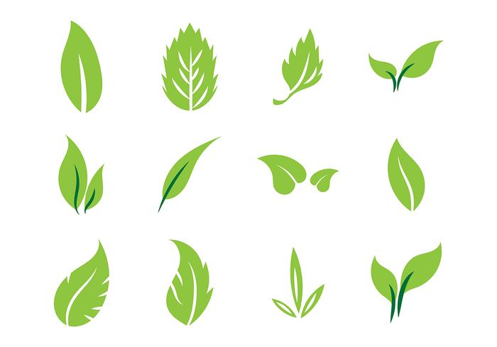 Feuilles vector