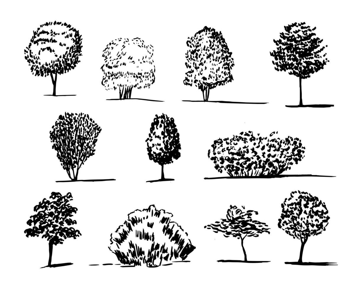 différents types d'ensemble de croquis de vecteur d'arbre. arbres dessinés à la main chêne, tremble, tronc