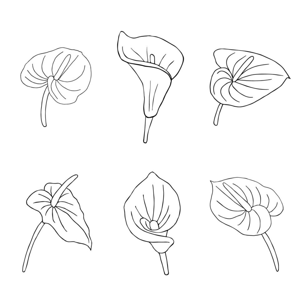 ensemble de fleur de doodle. anthurium de fleur de jungle dessiné à la main sur fond blanc. élément tropical exotique vectoriel décoratif pour les cartes d'invitations, le textile, l'impression et le design.