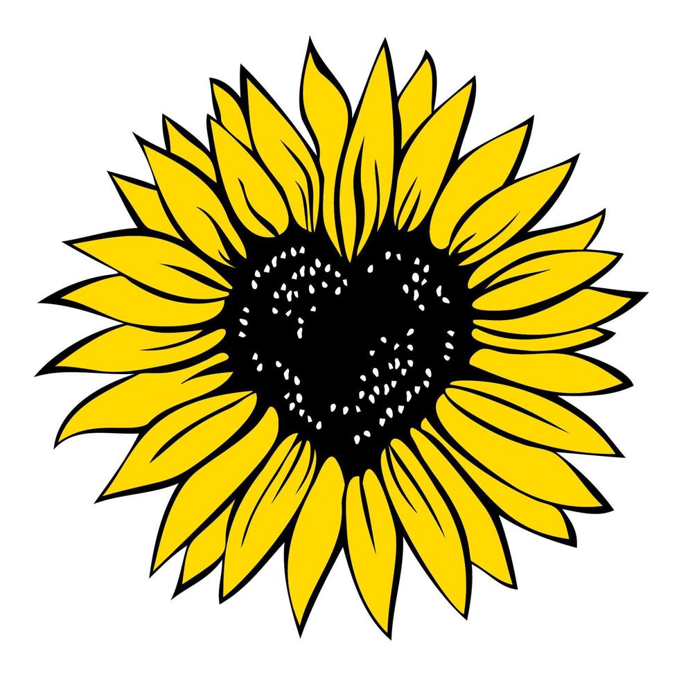 tournesol en forme de coeur, illustration vectorielle isolée sur fond blanc vecteur