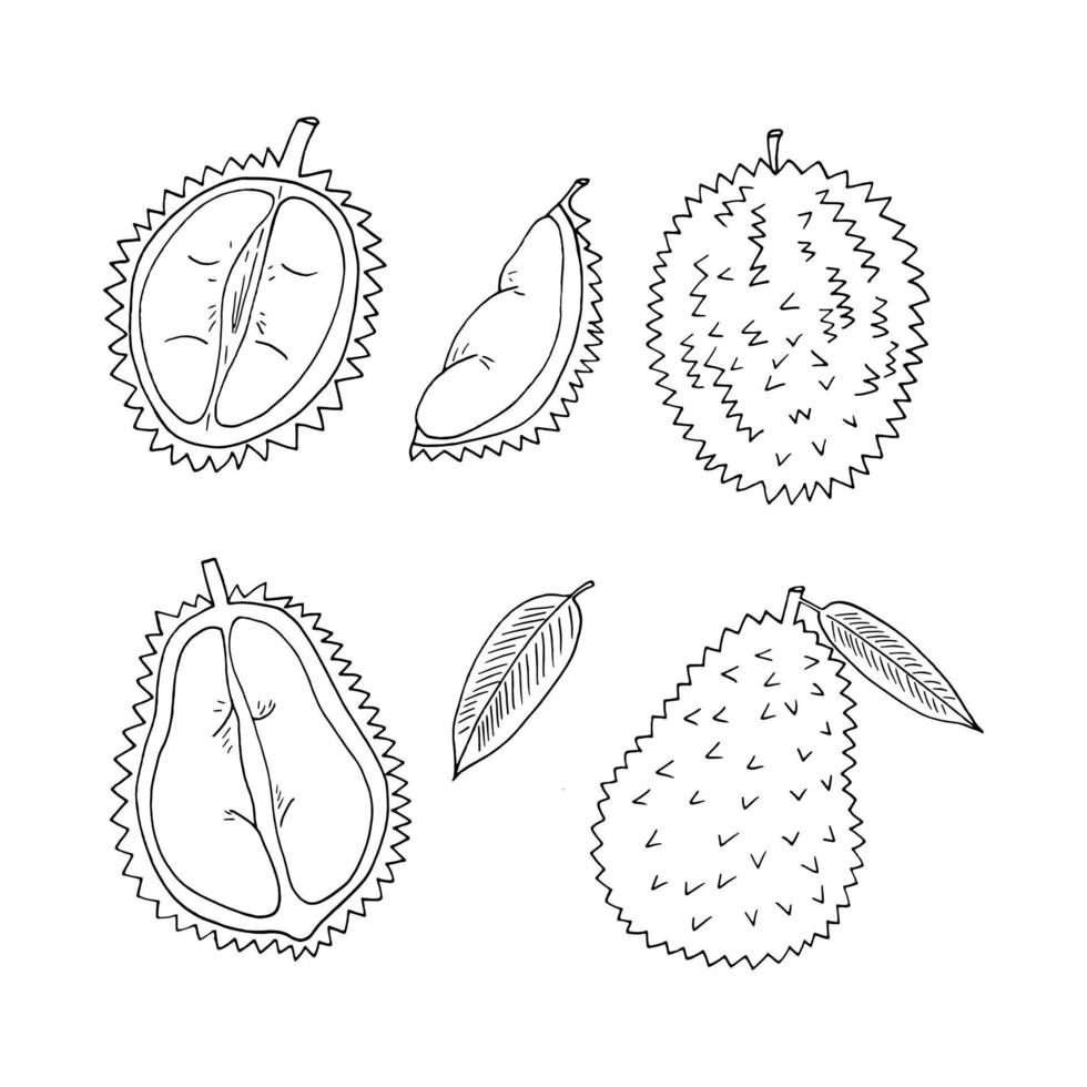 ensemble de fruits durian d'éléments dessinés à la main dans un style doodle. icône, autocollant, étiquette vecteur