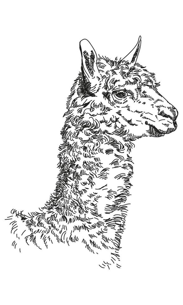 illustration de dessin à la main de vecteur de lama