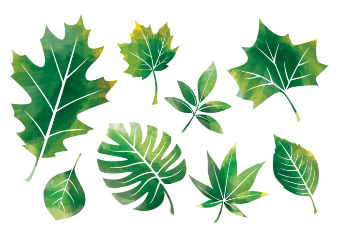 Feuilles en aquarelle / Hojas en aquarelle vecteur