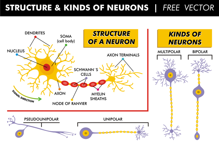 Structure et types de vecteurs gratuits de neurones vecteur