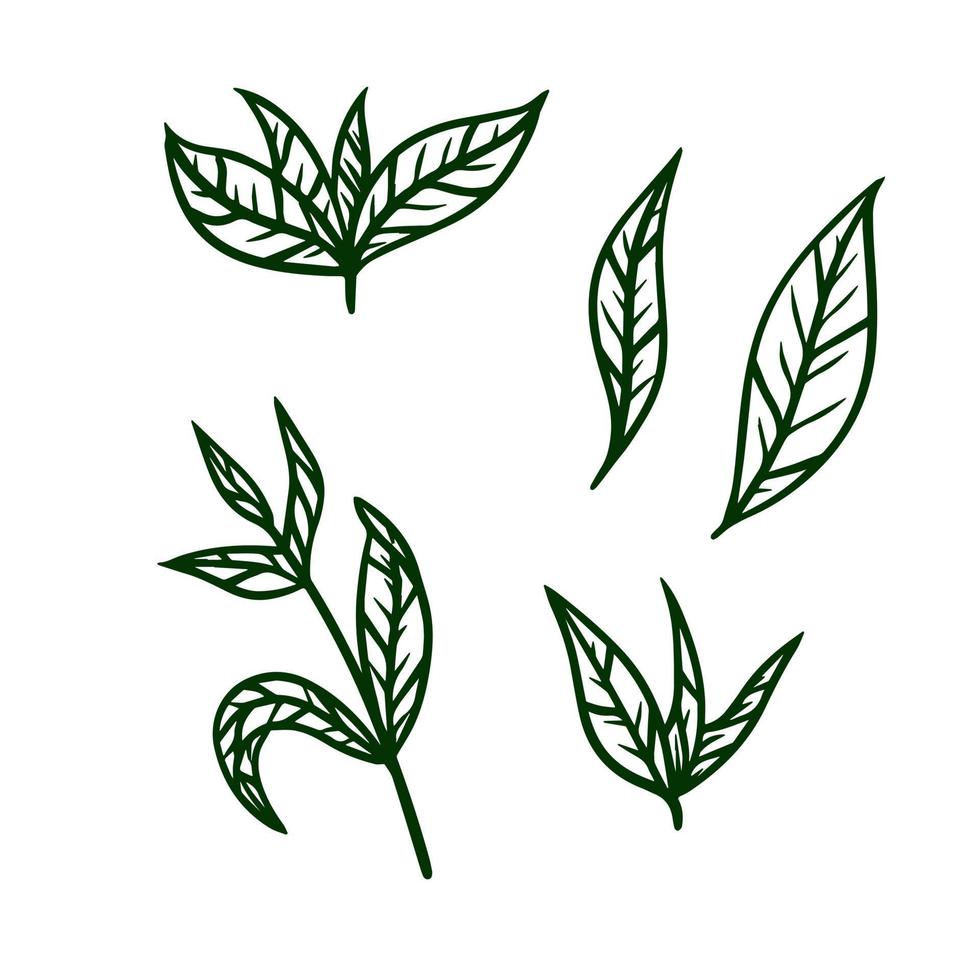 feuille de thé. plante verte. ensemble d'éléments naturels dessinés à la main. illustration de dessin animé vecteur