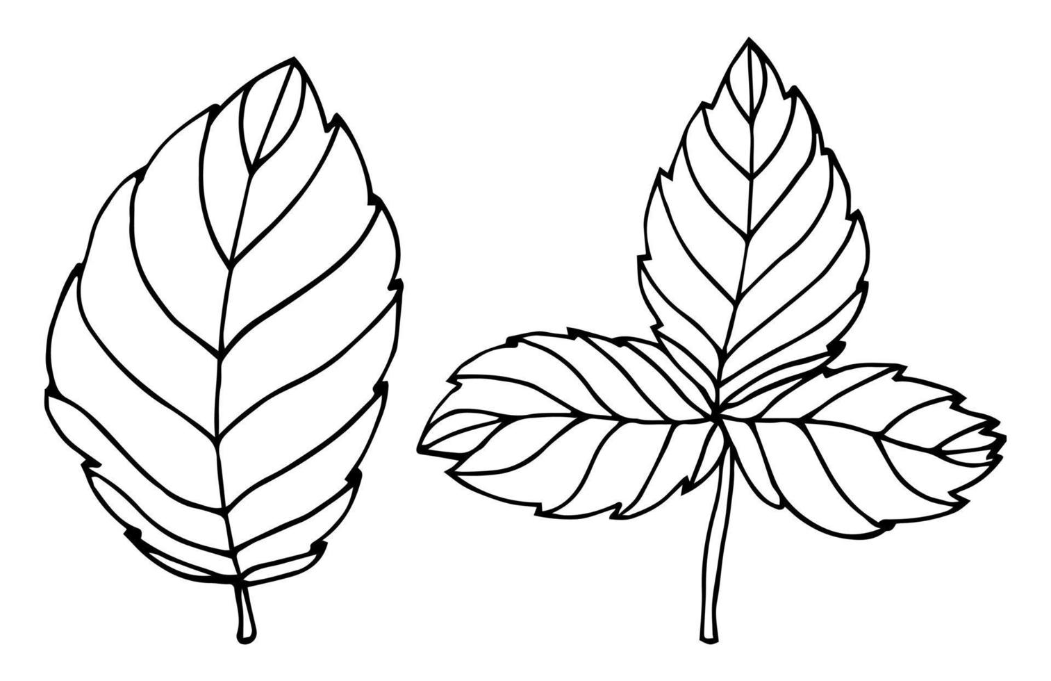 doodle simple dessiné à la main. feuille de fraisier. laissez le vecteur de silhouette pour le livre de coloriage. trait épais noir. illustration vectorielle isolée sur fond blanc.