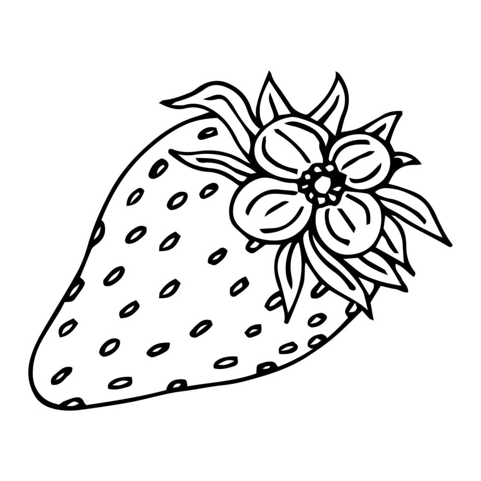 vecteur de fraise dessiné à la main sur fond blanc
