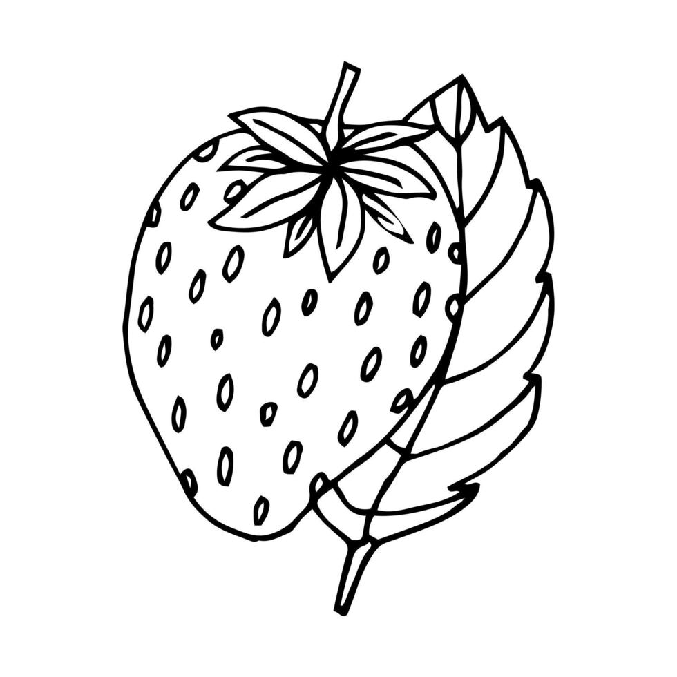 vecteur de fraise dessiné à la main sur fond blanc