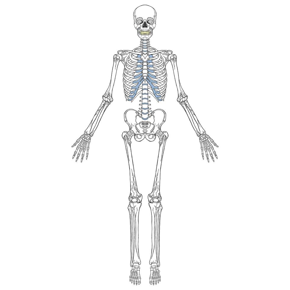 vue de face du squelette humain vecteur