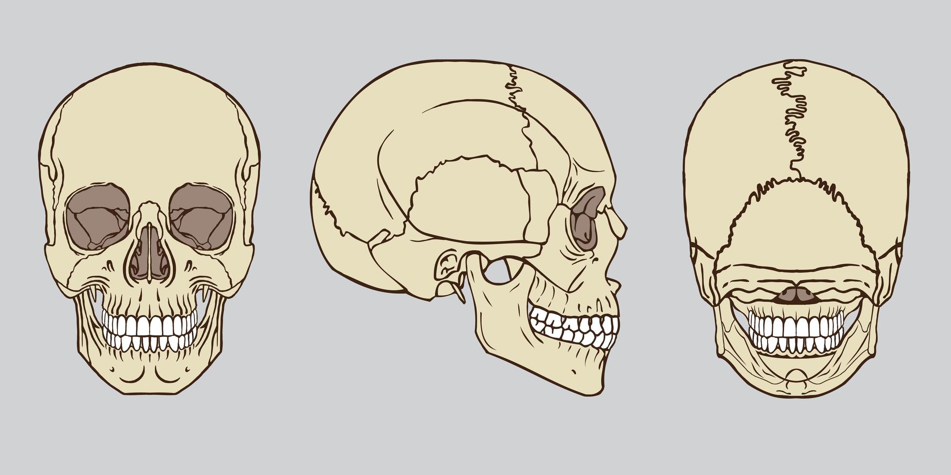 ensemble d'anatomie de crâne humain vecteur