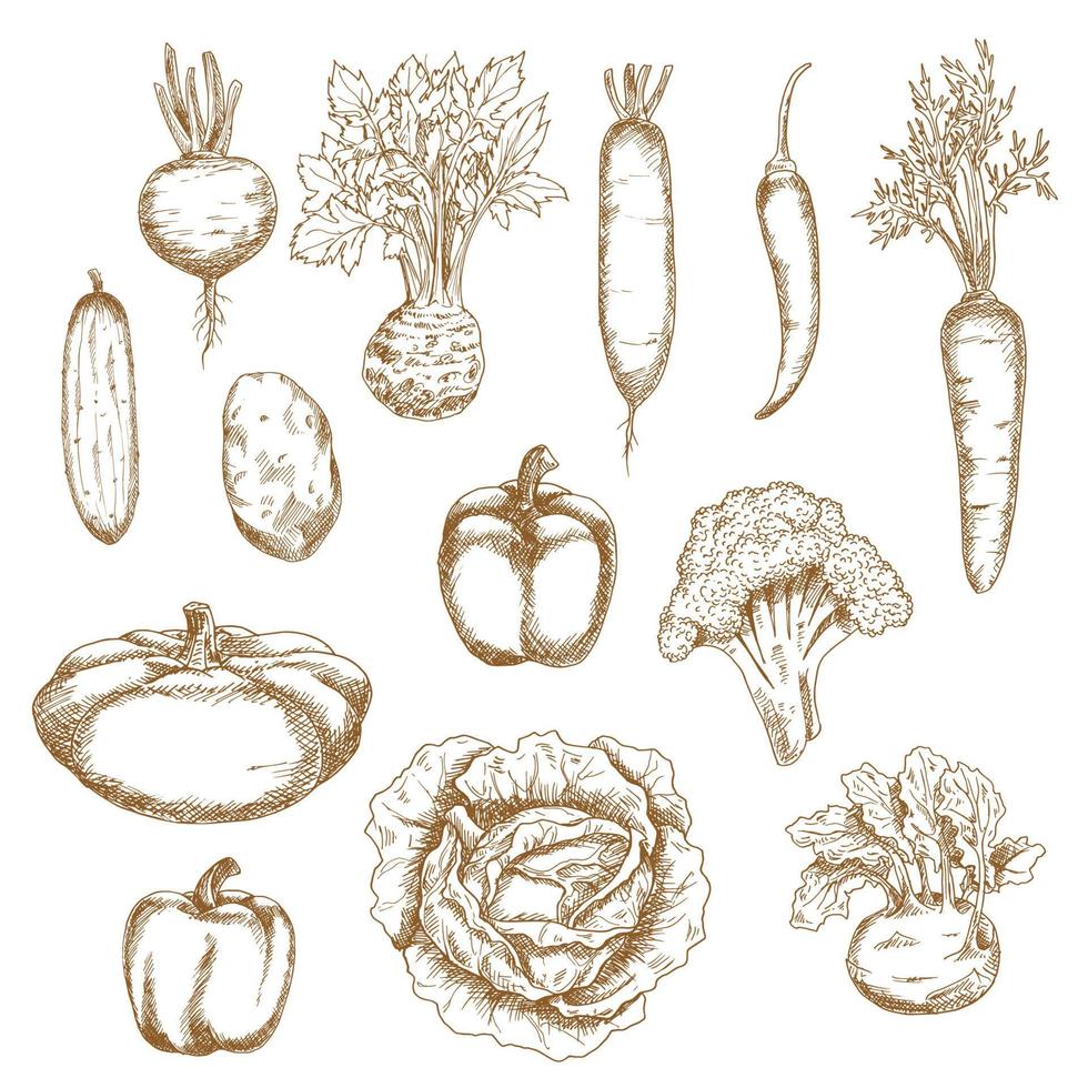 croquis d'icônes de légumes biologiques sains vecteur