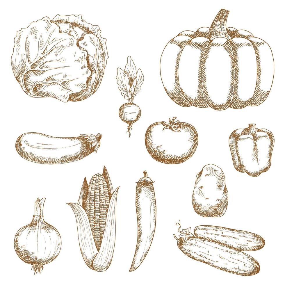 croquis de légumes frais biologiques de la ferme vecteur