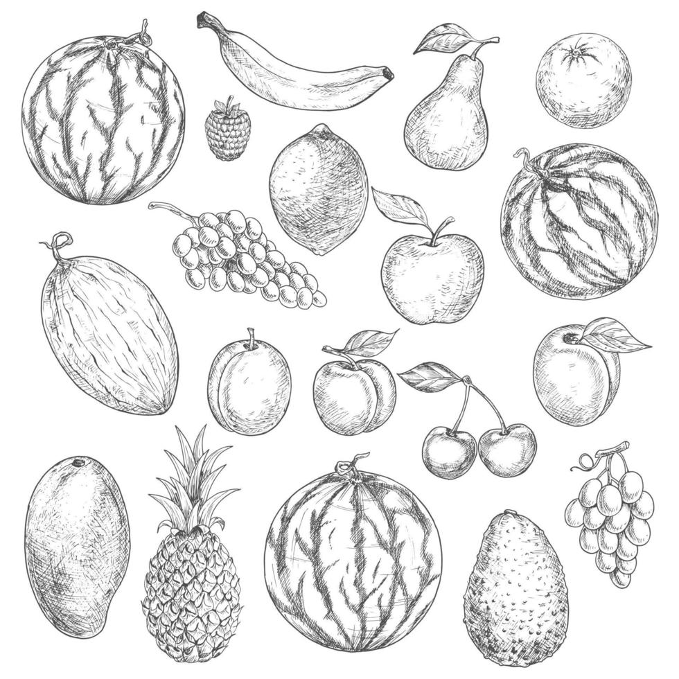 délicieux croquis de fruits d'été frais récoltés vecteur