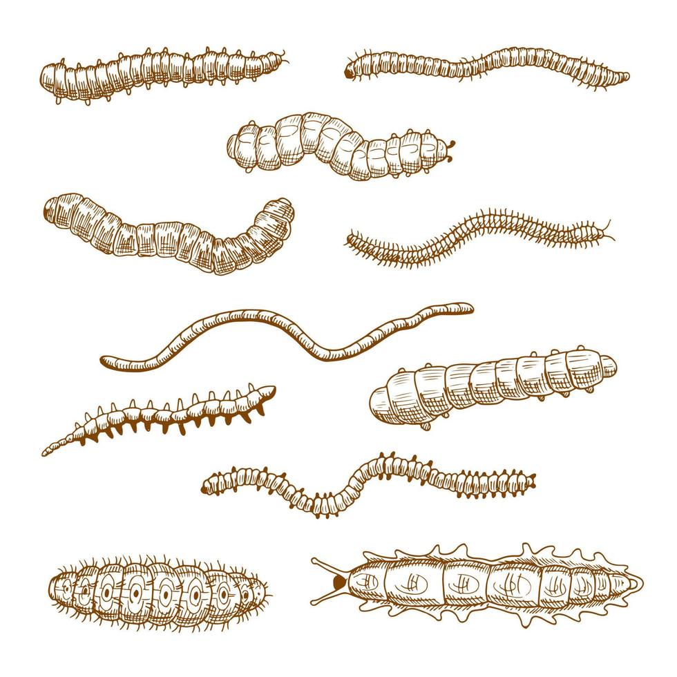 chenilles, vers de terre, limaces et mille-pattes vecteur